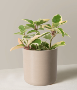 Hoya plant
